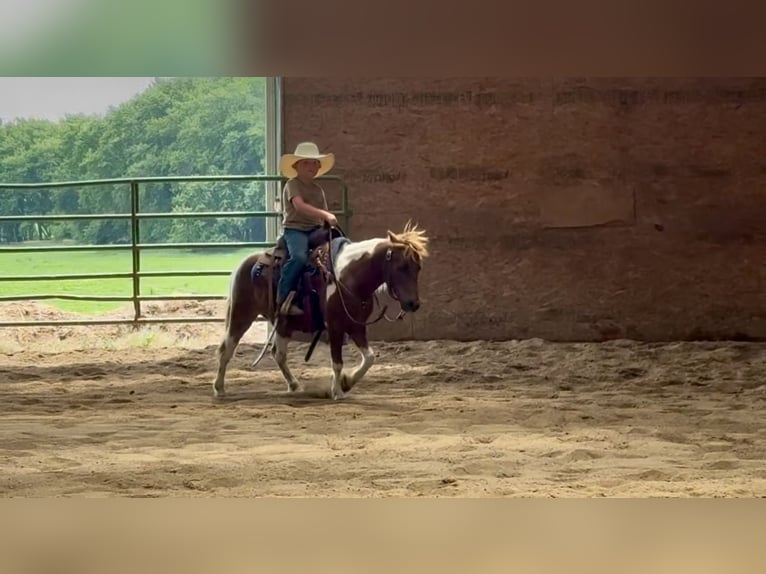 Meer ponys/kleine paarden Ruin 7 Jaar 102 cm Tobiano-alle-kleuren in Sheffield, IA