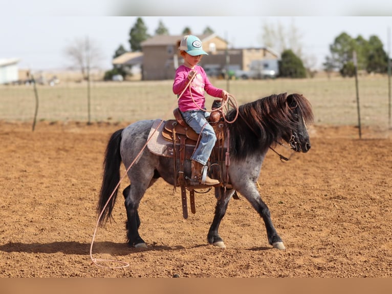 Meer ponys/kleine paarden Ruin 7 Jaar 107 cm Roan-Blue in Edgewood
