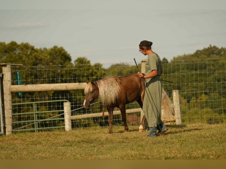 Meer ponys/kleine paarden Ruin 7 Jaar 107 cm in Fresno