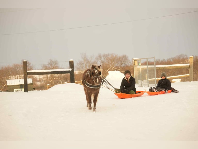 Meer ponys/kleine paarden Ruin 7 Jaar 107 cm in Fresno