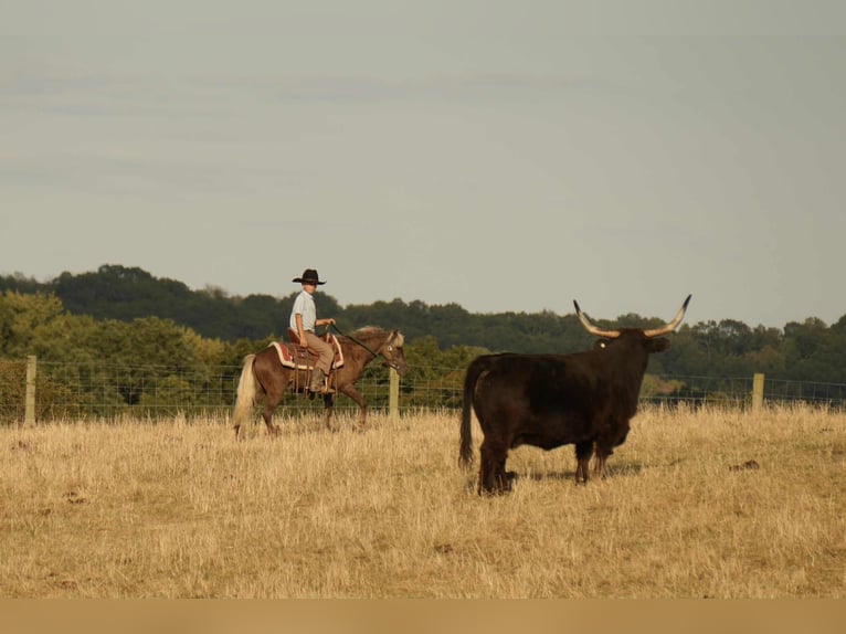 Meer ponys/kleine paarden Ruin 7 Jaar 107 cm in Fresno