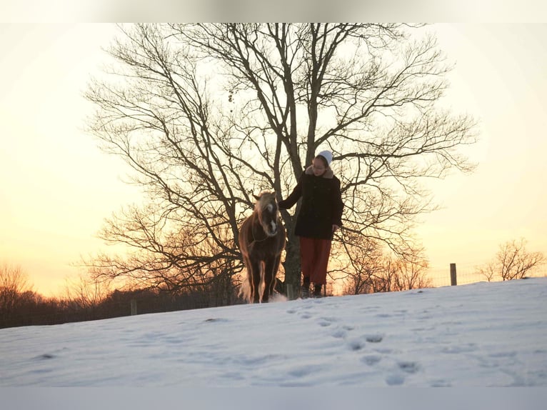 Meer ponys/kleine paarden Ruin 7 Jaar 107 cm in Fresno