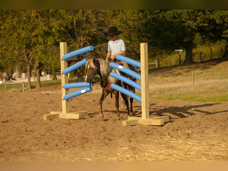 Meer ponys/kleine paarden Ruin 7 Jaar 107 cm in Fresno