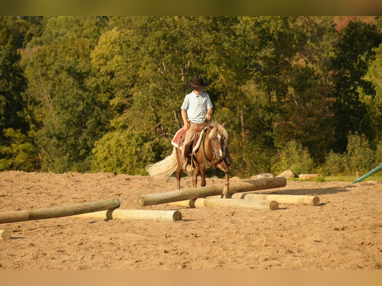 Meer ponys/kleine paarden Ruin 7 Jaar 107 cm in Fresno