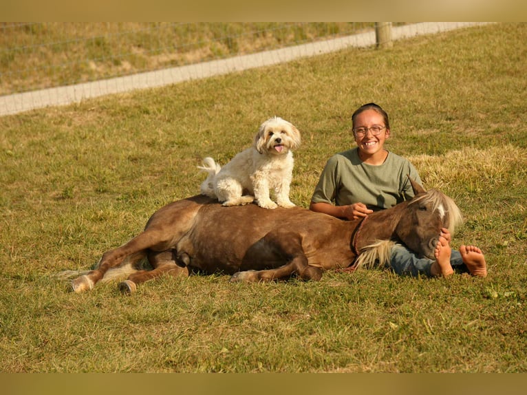 Meer ponys/kleine paarden Ruin 7 Jaar 107 cm in Fresno
