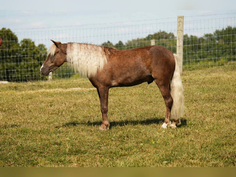 Meer ponys/kleine paarden Ruin 7 Jaar 107 cm in Fresno