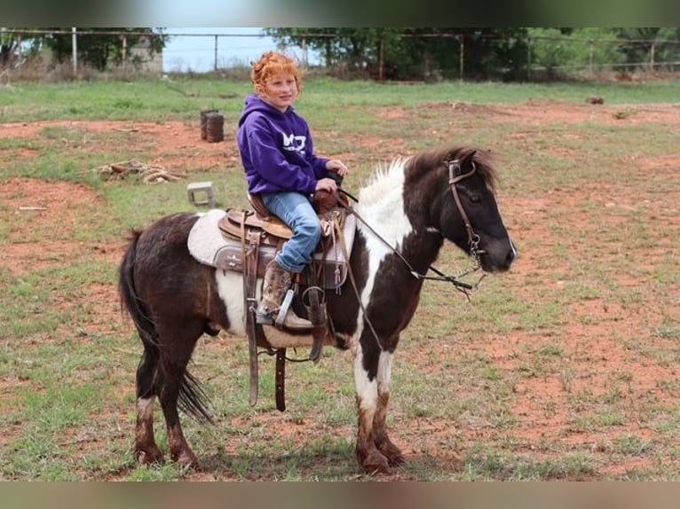 Meer ponys/kleine paarden Ruin 7 Jaar 109 cm Gevlekt-paard in Edgewood
