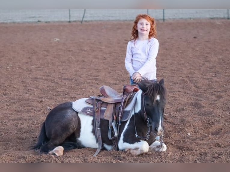 Meer ponys/kleine paarden Ruin 7 Jaar 109 cm Gevlekt-paard in Edgewood