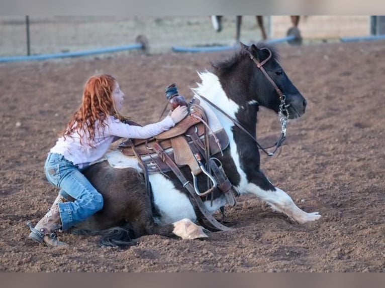 Meer ponys/kleine paarden Ruin 7 Jaar 109 cm Gevlekt-paard in Edgewood