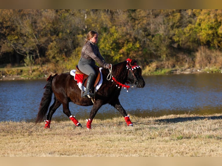 Meer ponys/kleine paarden Ruin 7 Jaar 112 cm Zwart in Forney
