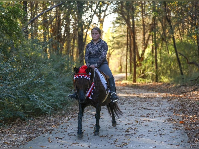 Meer ponys/kleine paarden Ruin 7 Jaar 112 cm Zwart in Forney