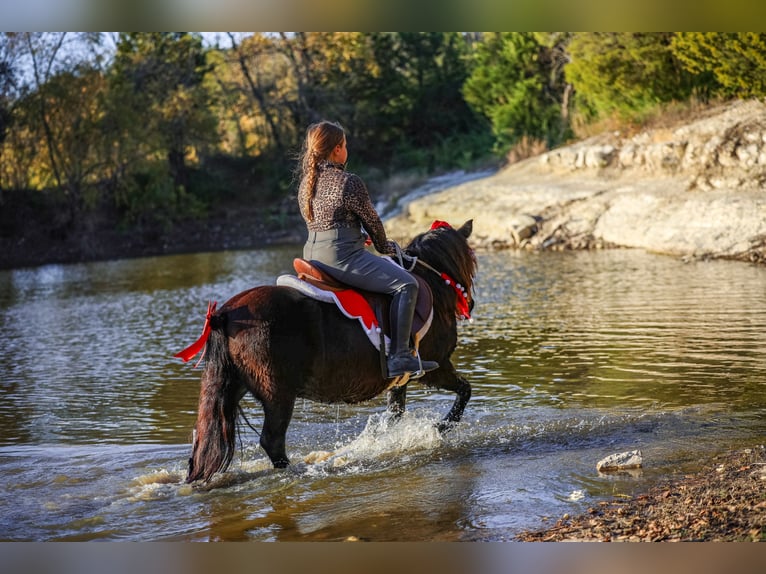 Meer ponys/kleine paarden Ruin 7 Jaar 112 cm Zwart in Forney
