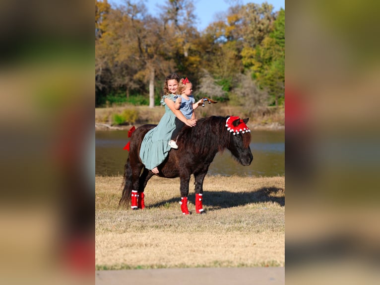 Meer ponys/kleine paarden Ruin 7 Jaar 112 cm Zwart in Forney