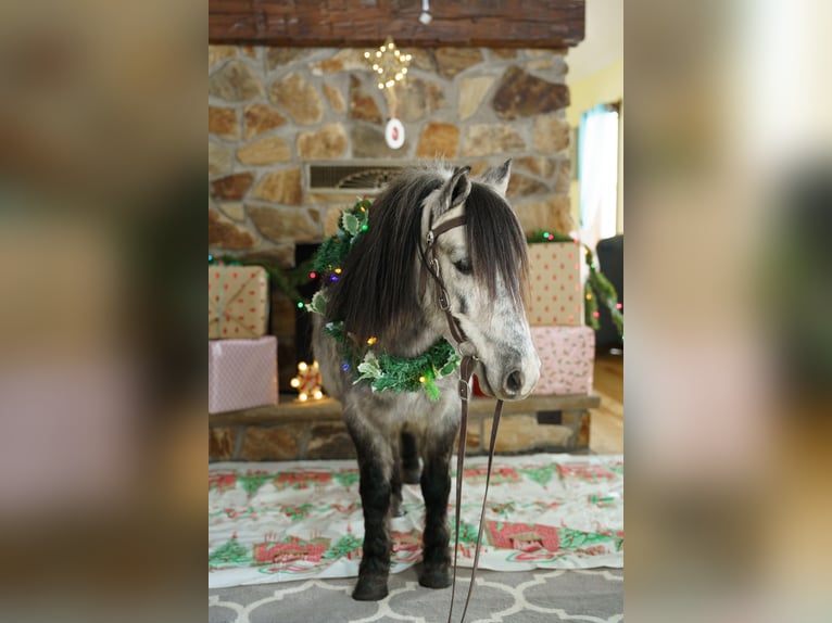 Meer ponys/kleine paarden Ruin 7 Jaar 114 cm Schimmel in Bristolville