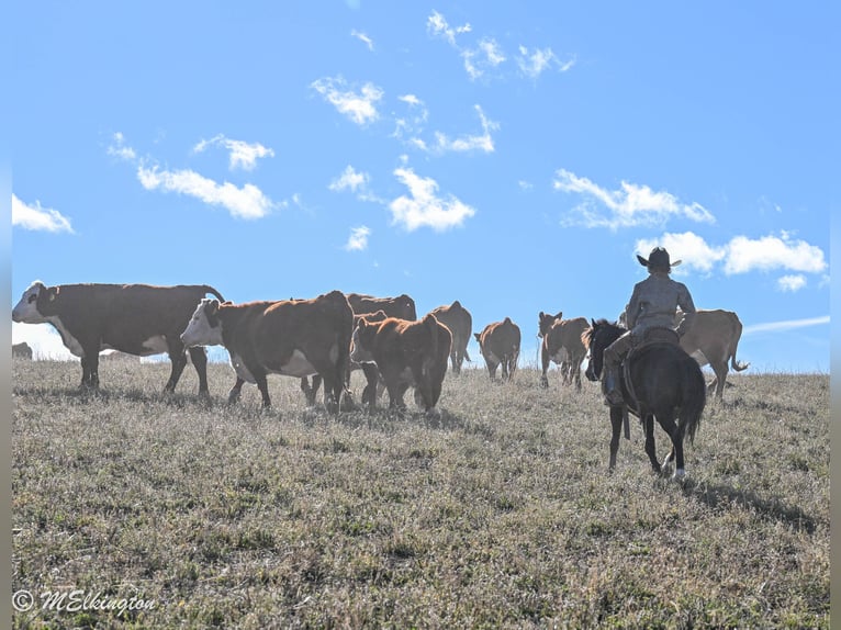 Meer ponys/kleine paarden Ruin 7 Jaar 117 cm Zwart in Rigby