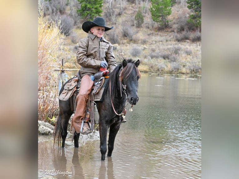 Meer ponys/kleine paarden Ruin 7 Jaar 117 cm Zwart in Rigby