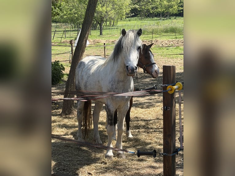 Meer ponys/kleine paarden Ruin 7 Jaar 120 cm Appelschimmel in Zalascany