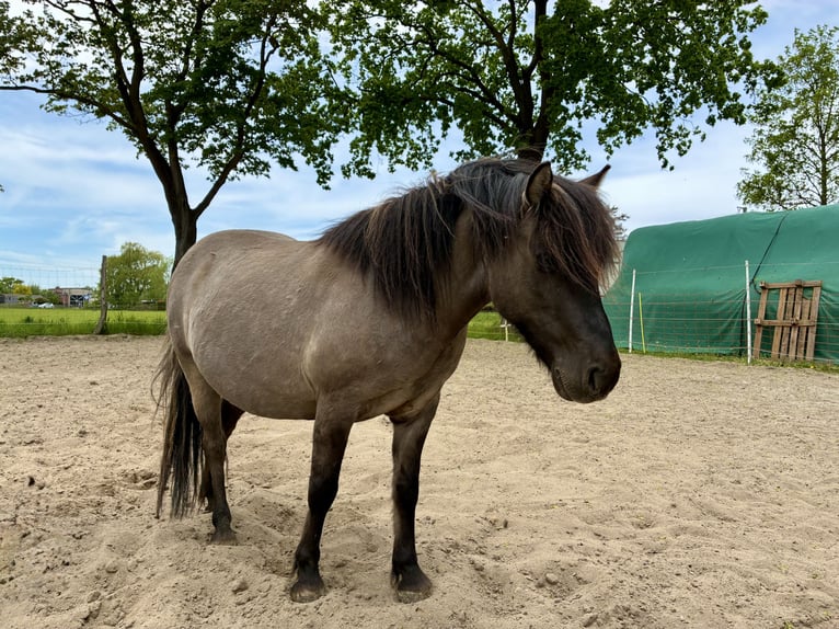 Meer ponys/kleine paarden Ruin 7 Jaar 120 cm Falbe in Salzgitter