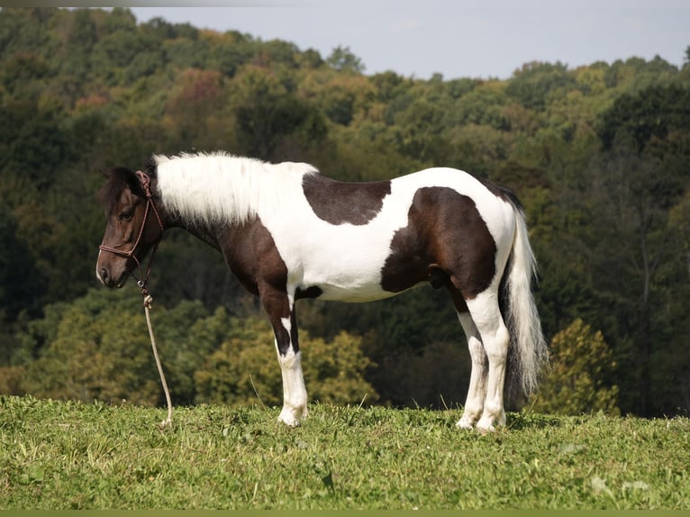 Meer ponys/kleine paarden Ruin 7 Jaar 122 cm Gevlekt-paard in Fresno