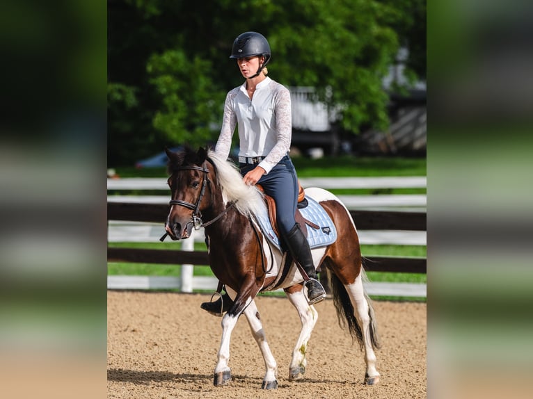 Meer ponys/kleine paarden Ruin 7 Jaar 122 cm Gevlekt-paard in Fresno