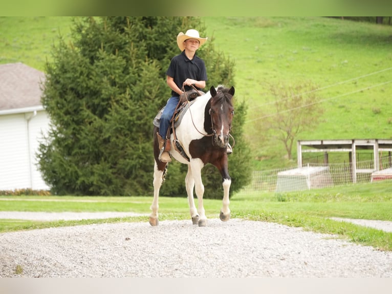 Meer ponys/kleine paarden Ruin 7 Jaar 122 cm Gevlekt-paard in Fresno