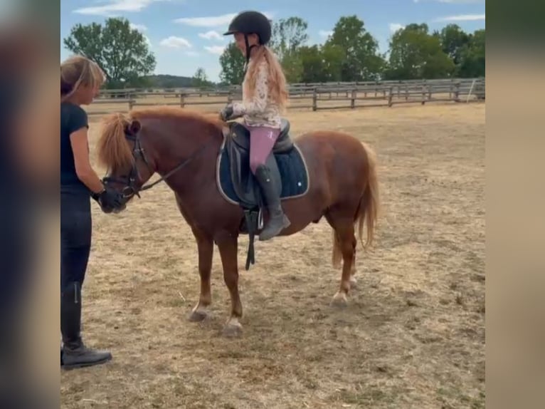 Meer ponys/kleine paarden Ruin 7 Jaar 125 cm Vos in Rechnitz