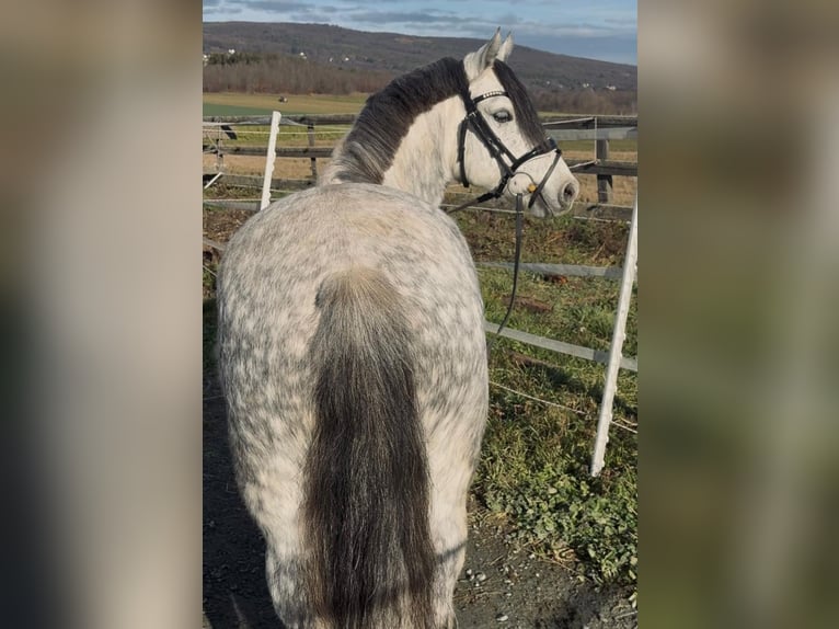 Meer ponys/kleine paarden Ruin 7 Jaar 127 cm Schimmel in Rechnitz