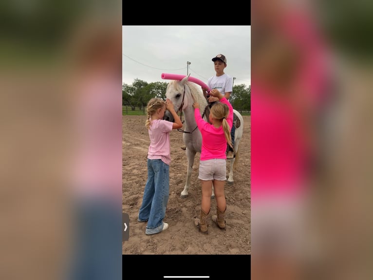 Meer ponys/kleine paarden Ruin 7 Jaar 130 cm Schimmel in Victoria