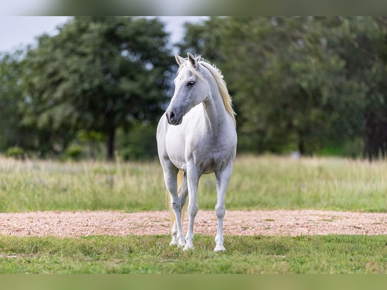 Meer ponys/kleine paarden Ruin 7 Jaar 130 cm Schimmel in Victoria