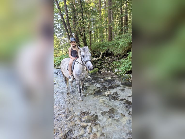 Meer ponys/kleine paarden Ruin 7 Jaar 130 cm Schimmel in Pelmberg