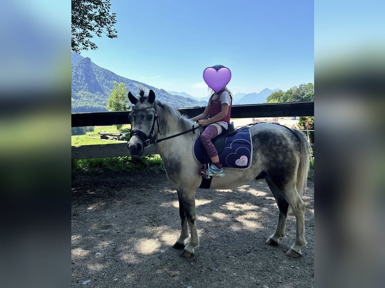 Meer ponys/kleine paarden Ruin 7 Jaar 130 cm Schimmel in Pelmberg