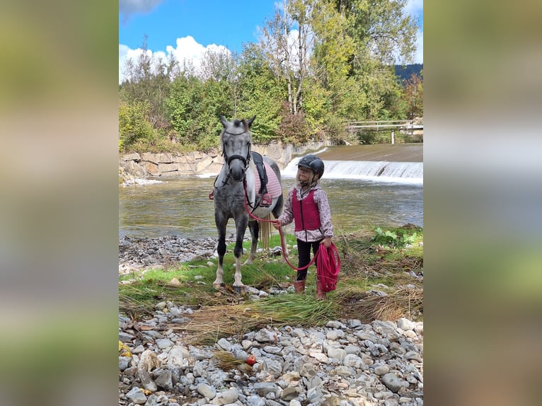 Meer ponys/kleine paarden Ruin 7 Jaar 130 cm Schimmel in Pelmberg