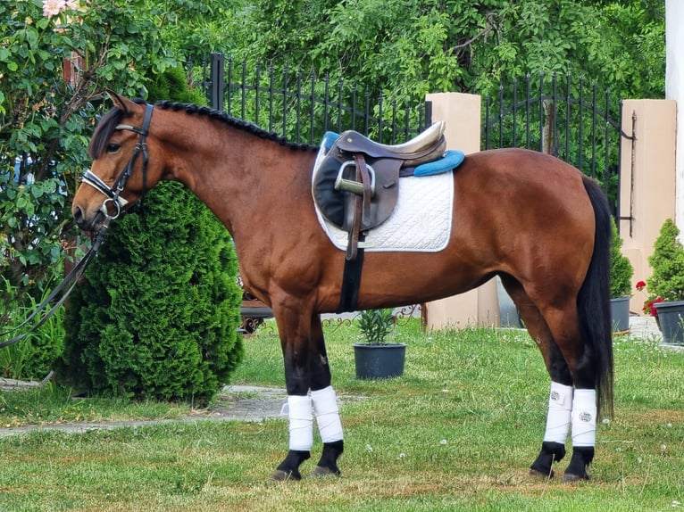 Meer ponys/kleine paarden Ruin 7 Jaar 135 cm Bruin in Békésszentandrás