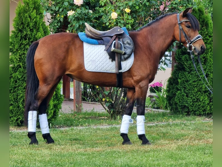 Meer ponys/kleine paarden Ruin 7 Jaar 135 cm Bruin in Békésszentandrás