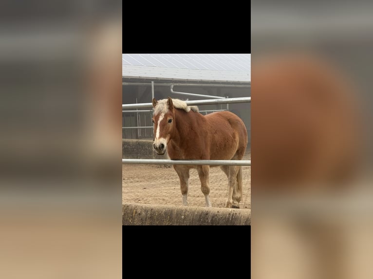 Meer ponys/kleine paarden Mix Ruin 7 Jaar 136 cm Falbe in Laichingen