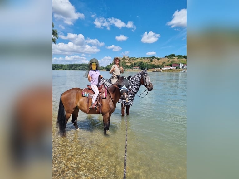 Meer ponys/kleine paarden Ruin 7 Jaar 137 cm Bruin in Hainburg an der Donau Meer ponys/kleine paarden Ruin 7 Jaar 137 cm Bruin in Hainburg an der Donau