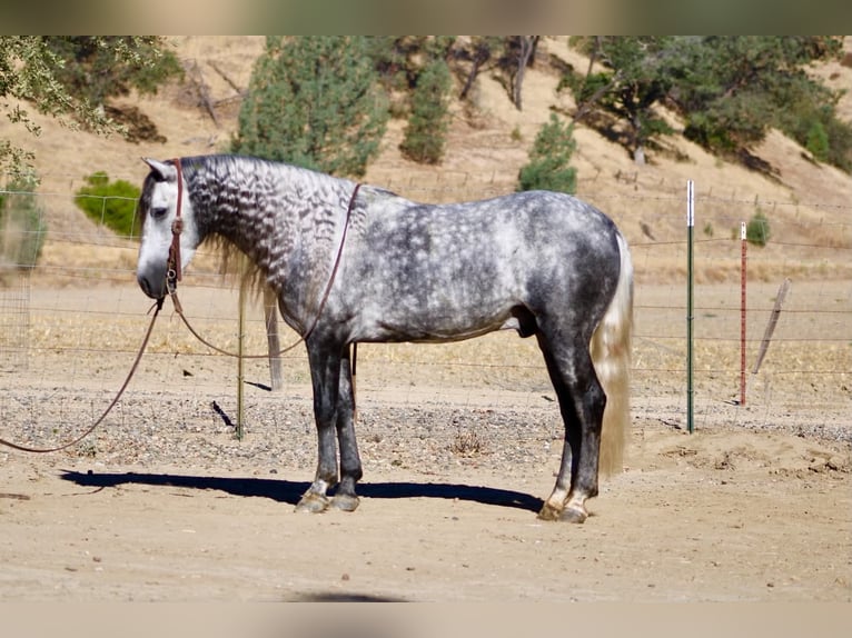 Meer ponys/kleine paarden Ruin 7 Jaar 137 cm Schimmel in Paicines