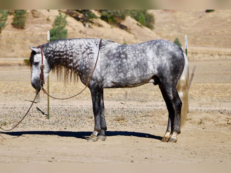 Meer ponys/kleine paarden Ruin 7 Jaar 137 cm Schimmel in Paicines