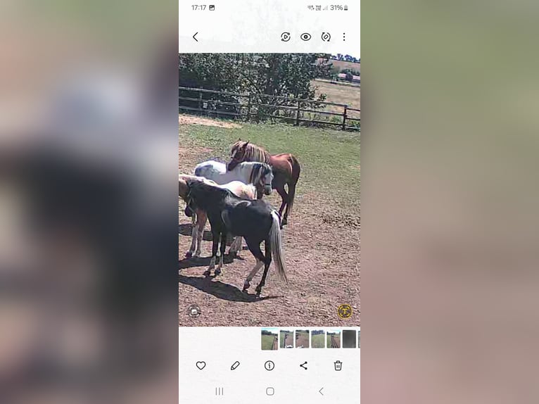 Meer ponys/kleine paarden Ruin 7 Jaar 138 cm Vos in Rechnitz