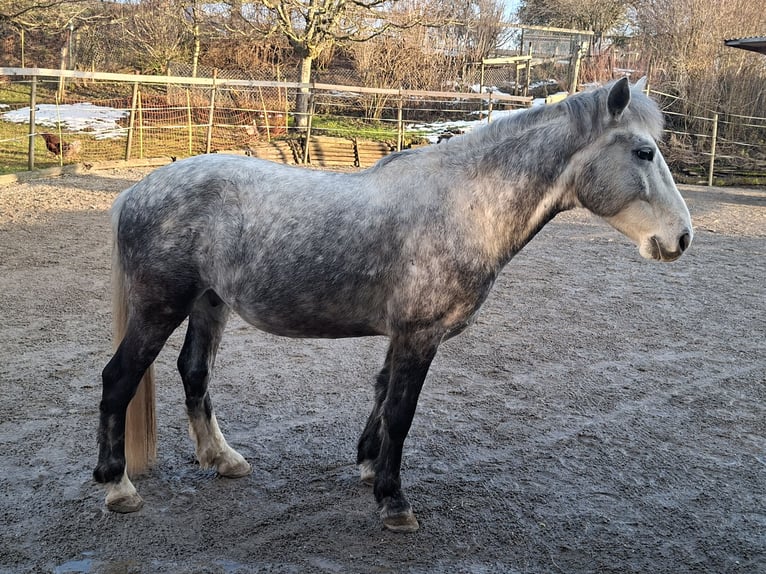 Meer ponys/kleine paarden Ruin 7 Jaar 140 cm Appelschimmel in Rikon im Tösstal