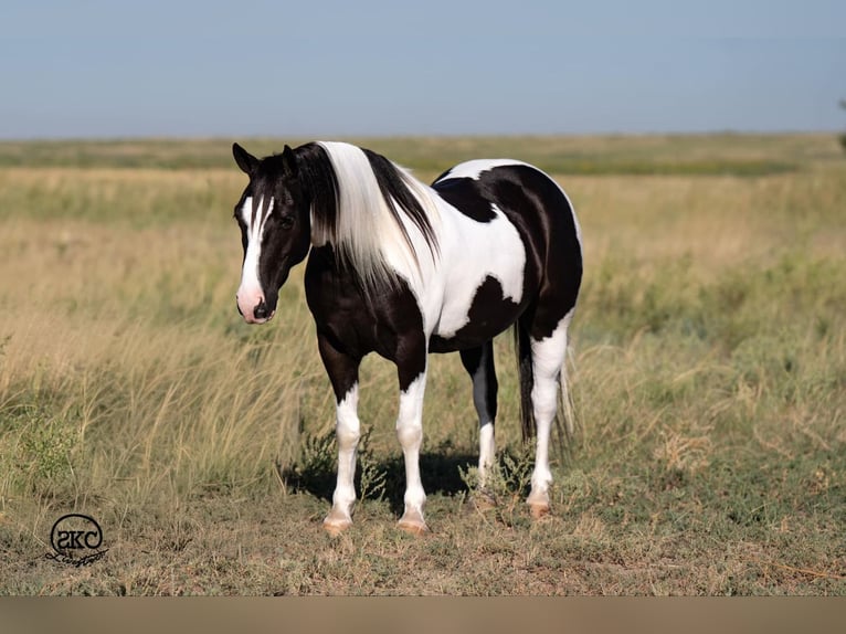 Meer ponys/kleine paarden Ruin 7 Jaar 140 cm in Canyon, TX