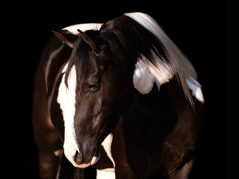 Meer ponys/kleine paarden Ruin 7 Jaar 140 cm in Canyon, TX