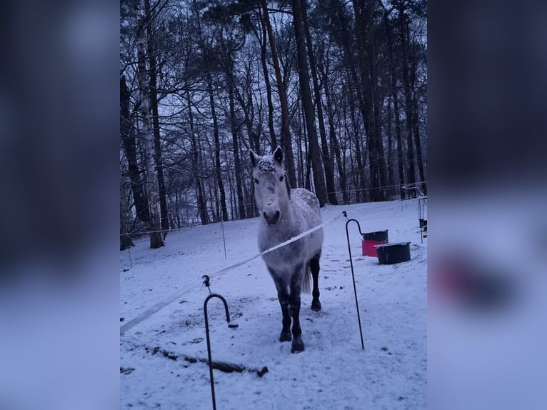 Meer ponys/kleine paarden Mix Ruin 7 Jaar 142 cm Appelschimmel in Alt Ruppin