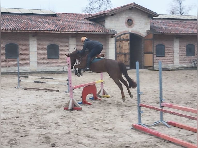 Meer ponys/kleine paarden Ruin 7 Jaar 144 cm Donkere-vos in Поручик Кърджиево / Poruchik Kurdzhievo
