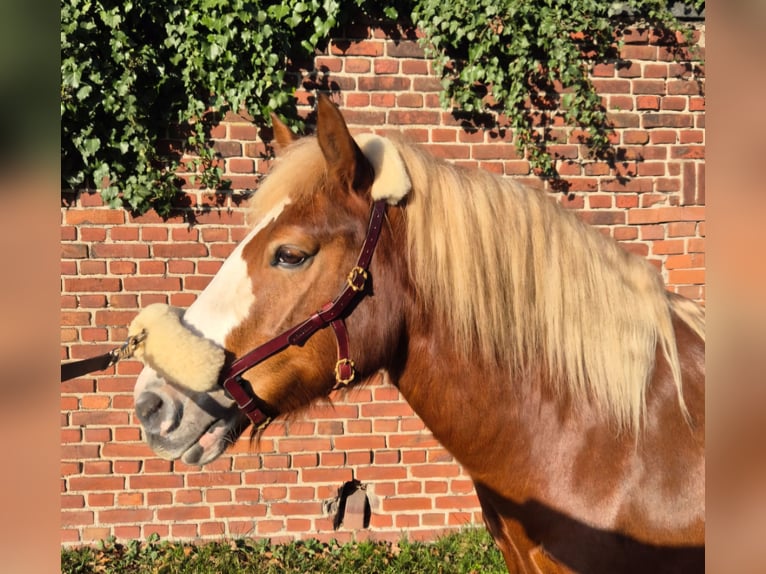 Meer ponys/kleine paarden Ruin 7 Jaar 145 cm Donkere-vos in Wachtendonk