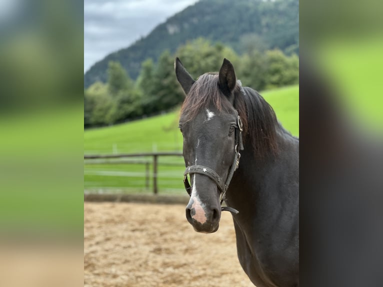 Meer ponys/kleine paarden Mix Ruin 7 Jaar 145 cm Gevlekt-paard in Bad Hindelang