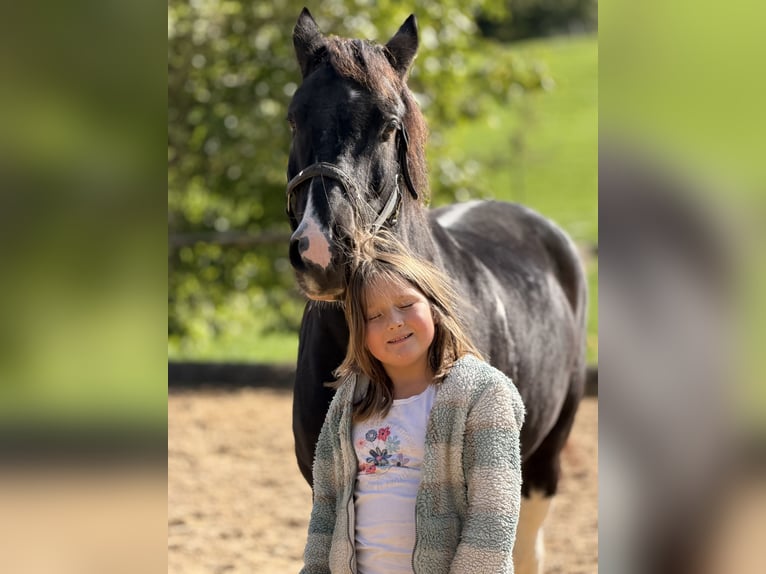 Meer ponys/kleine paarden Mix Ruin 7 Jaar 145 cm Gevlekt-paard in Bad Hindelang
