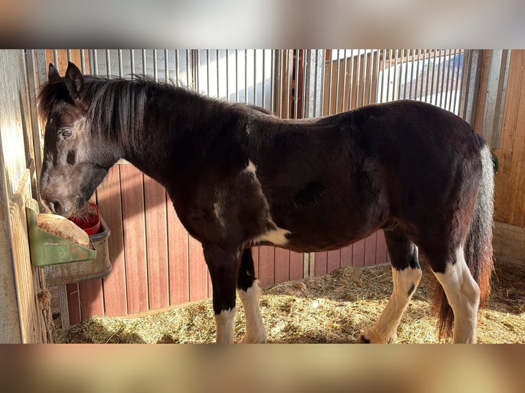 Meer ponys/kleine paarden Mix Ruin 7 Jaar 145 cm Gevlekt-paard in Bad Hindelang