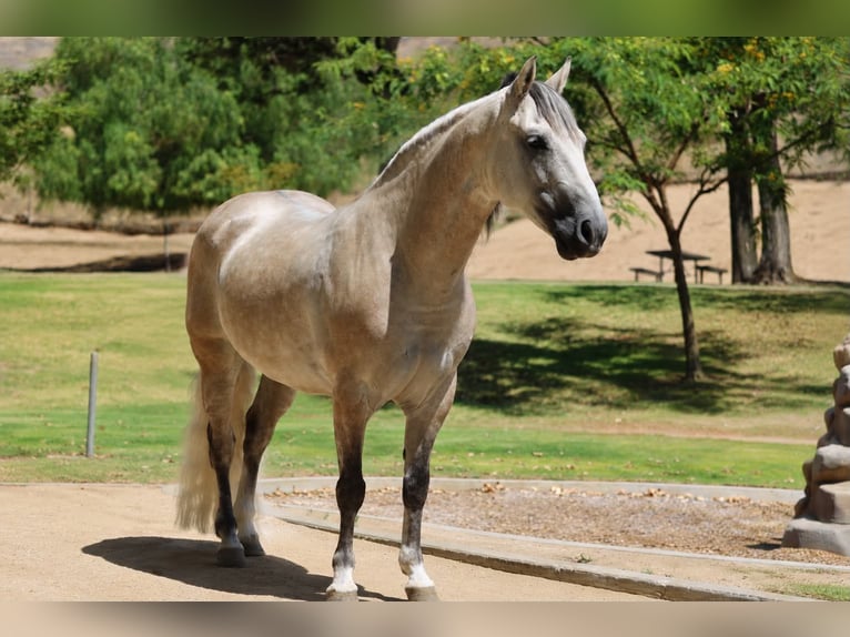 Meer ponys/kleine paarden Ruin 7 Jaar 145 cm  in Norco