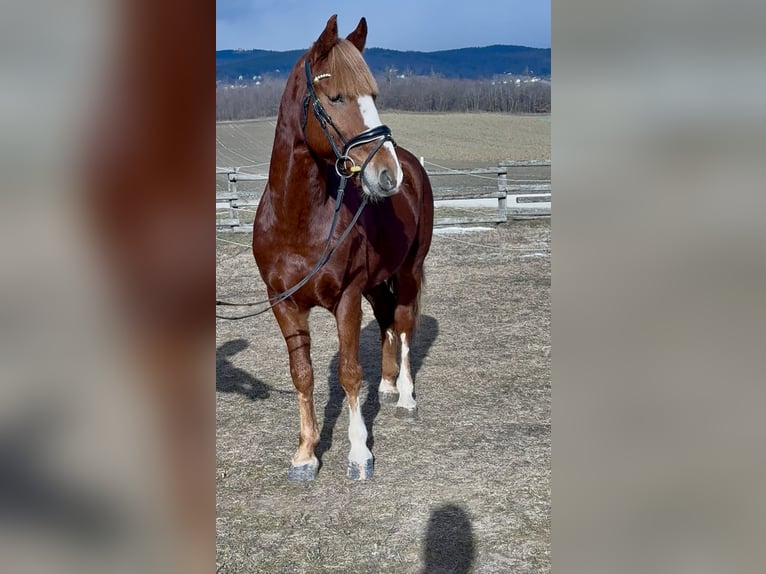 Meer ponys/kleine paarden Ruin 7 Jaar 145 cm Vos in Békéscsaba